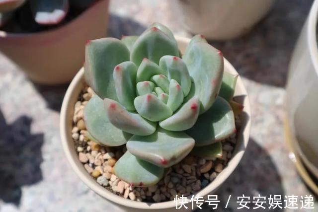 新手养多肉经常遇到的几个问题,早点知道,就能少走弯路