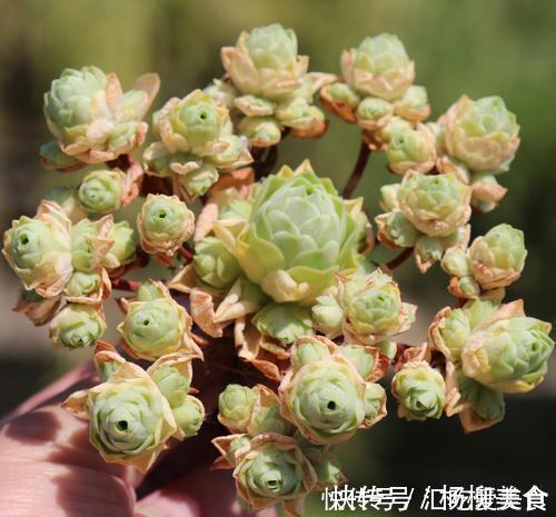 公认难养的4种高颜值多肉，谁养谁后悔，能养好的都是高手！