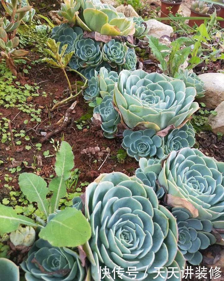 爸妈不在家,我在院子里疯狂种多肉,倍儿爽