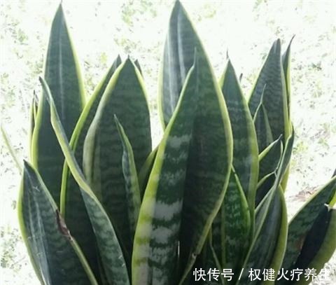 虎皮兰浇2种“水”，蹭蹭长得旺，冒芽一个接一个！