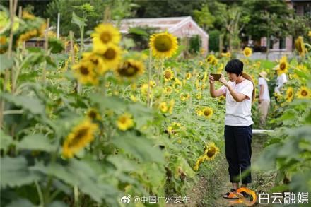 花海|靓到飞起！白云这里有一大片向日葵花海~