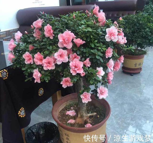 养护|杜鹃花有3怕，难怪会掉苞不开花，避开养护，花朵越开越多