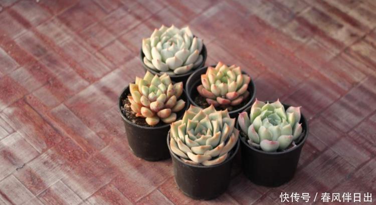 谨记|夏季该怎么处理怕热的多肉?谨记3点,秋日才能更美,早出状态