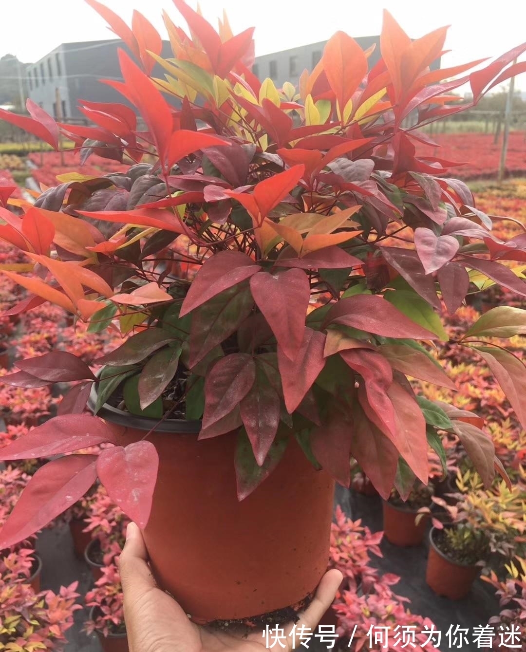 越冷叶子越红,对环境无要求,这样的植物你养过吗?