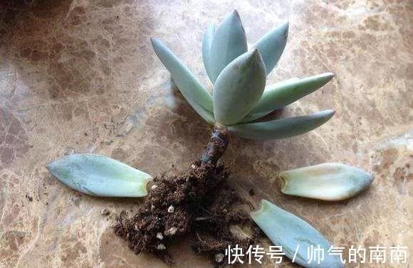 引发多肉黑腐!主要有4个因素造成,适当避开,多肉安全度夏