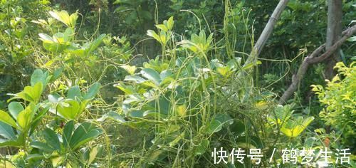 农村|农村这种“阎王草”，危害非常大，却有补肾益精的功效