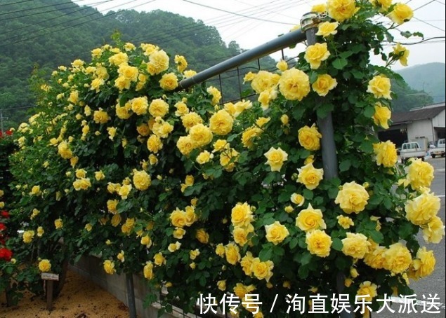 月季|如果你的院子够大,趁早种上这爬藤花苗,来年庭院开成一片花海