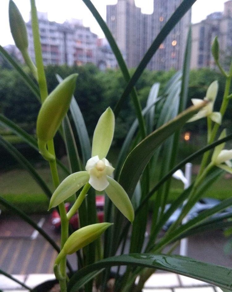 喜欢菊花,不如养盆“高档玫瑰”蓝色妖姬,象征纯洁爱情,真美艳