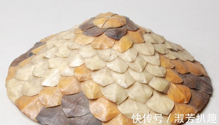 临清|穿山甲:拿我熬药就算了,还要做盔甲?明代它是高级铠甲原材料