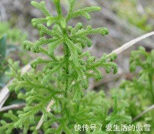 石松|毛茸茸的伸筋草，默默无闻却妙用多多