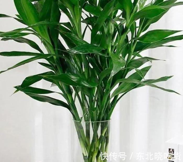 书房适合养这些精致盆栽,喜阴又好养,寓意好观赏价值高