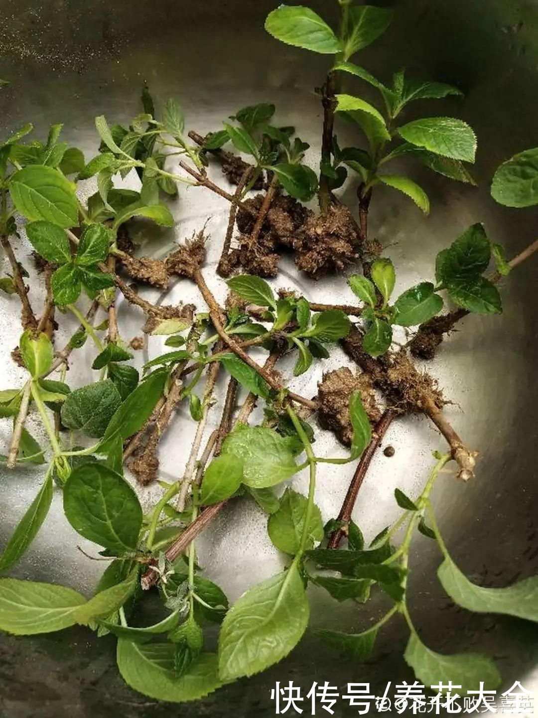 11种常见花，现在扦插，成活率特高