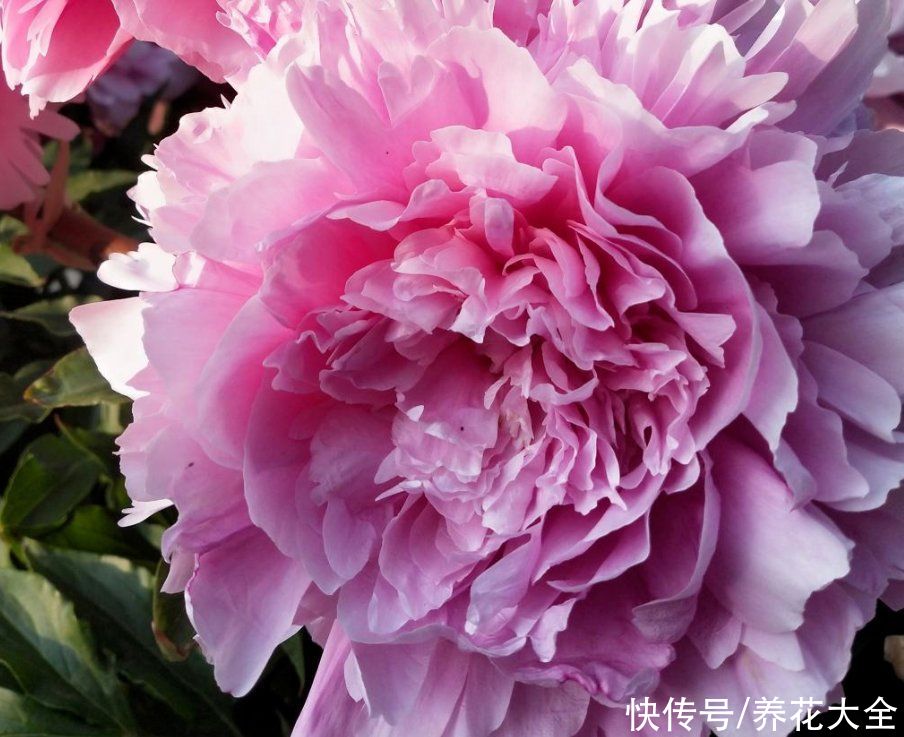 芍药|要想繁殖这3种花，不建议买种子，种出来也不是想要的样子