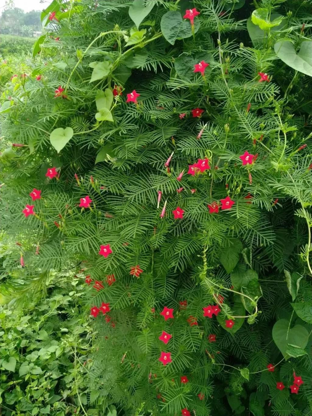 阴性植物和中性植物