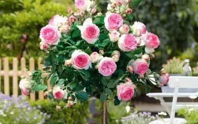 不论有没有院子，我都建议花迷们养一棵，藏不住的高雅气质