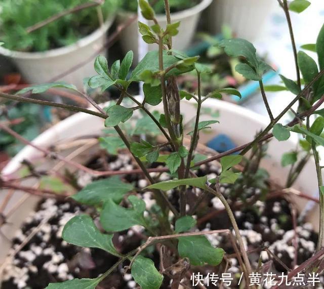 1种花现在剪,芽窜得更多,开出整面大花墙