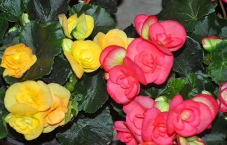 4种花养家里,漂亮又便宜,沾土就开花,一开就是300多天