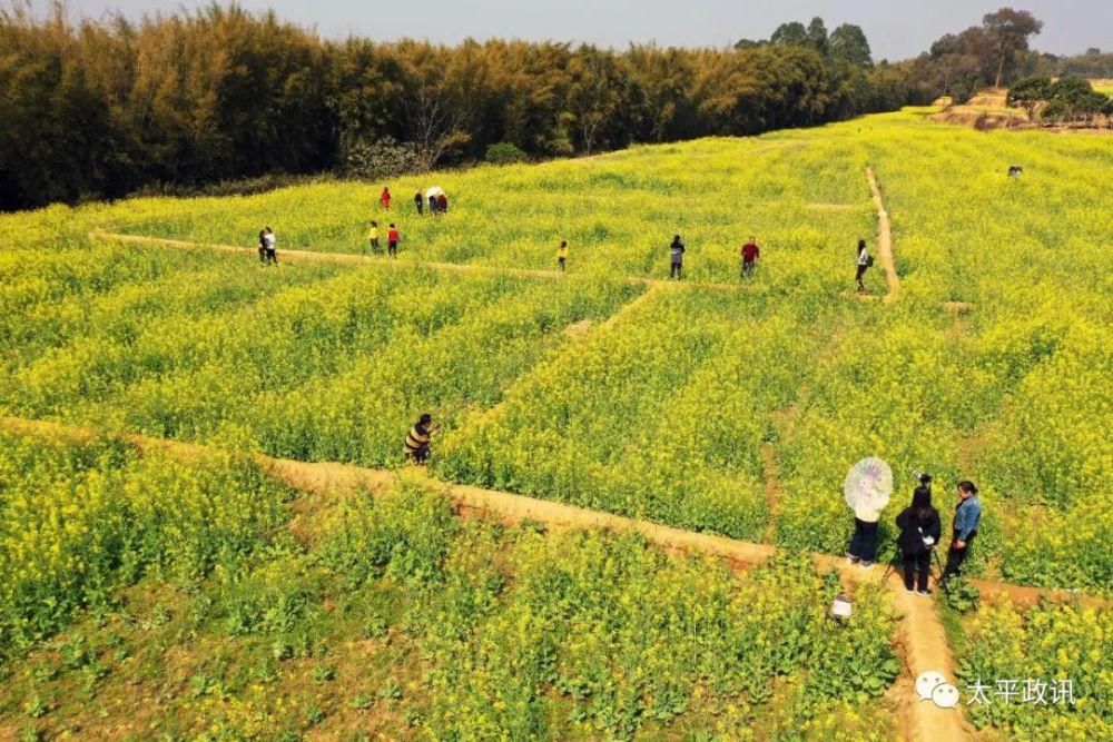 老年|靓！太平镇下黎村近200亩油菜花盛开，刷爆了朋友圈！