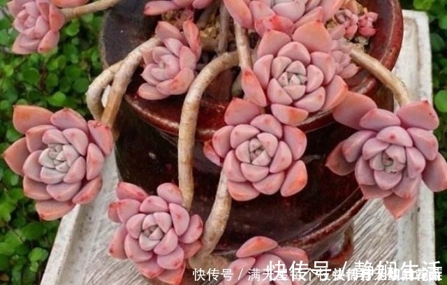 适合新手养护的4款经典多肉,便宜好养易上色,花友几乎都养过