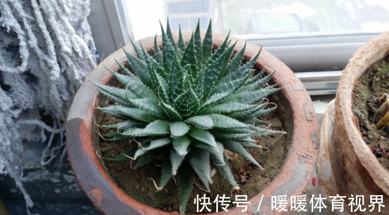 芦荟|这3款植物既能赏又能吃，盆栽养眼、养身！