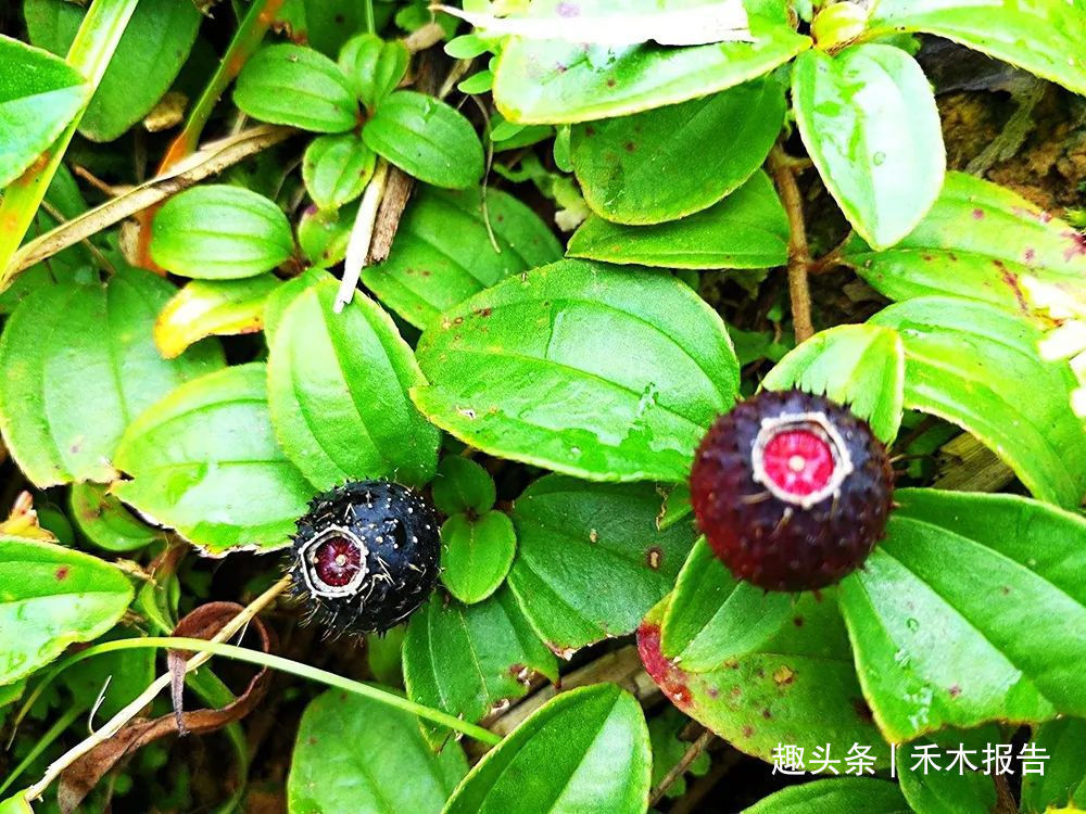 果实|浑身是刺,吃了舌头会变黑,却是高钙野果,如今市场30元一斤