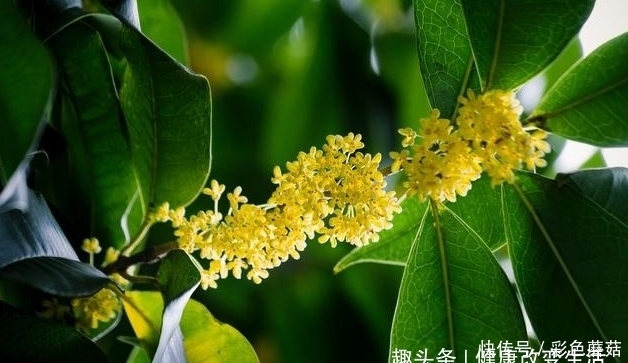 中医|中医:一种“天然养胃药”,白开水里扔几颗,修复胃黏膜!