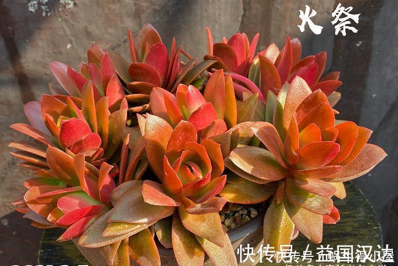 白粉病|多肉火祭算不算好品种?看完它的优点和缺点,我想大家自有定论