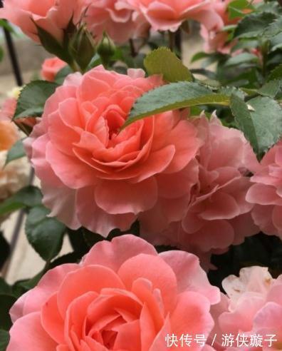 有机肥|月季花为什么开花越来越浅,颜色越来越淡,3个原因区分对待