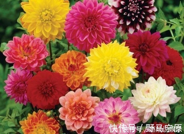 香味|超漂亮的5种花卉,长势好、花色艳,开花硕大香味浓
