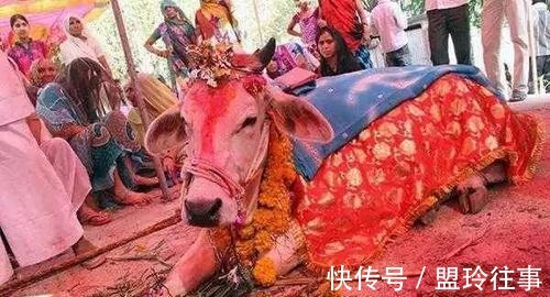 妻子|印度大叔抛妻弃子,花费17万和母牛举行婚礼,其中有何奥秘?