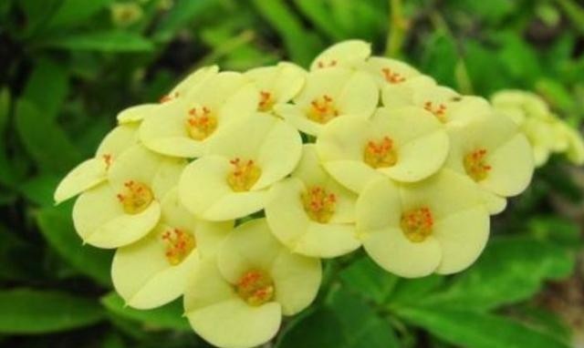 植物|冬季养这3种开花植物,好养不烂根,整个冬季花开不断!