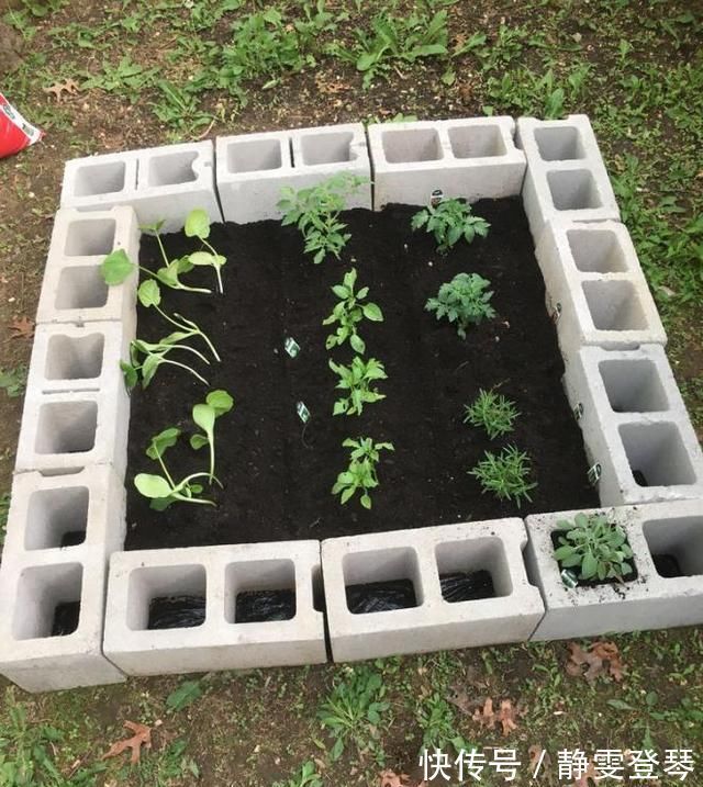 种菜|光秃秃院子太浪费,农村老爸用18块空心砖,改造成人见人爱的菜园