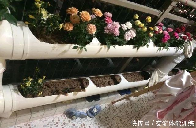 把菜种自家墙上,多得吃不完,太震撼!