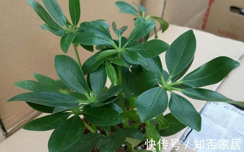 强光|家庭盆栽,养鸭掌木,多注意3点,打理简单,枝叶长得旺
