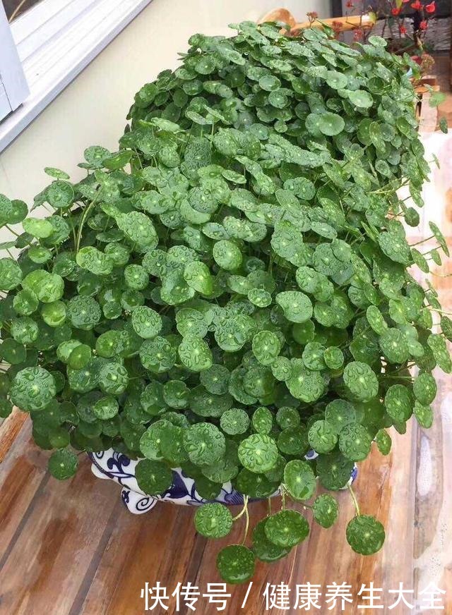 4个养花坏习惯,赶紧改掉,不然花只剩空盆!