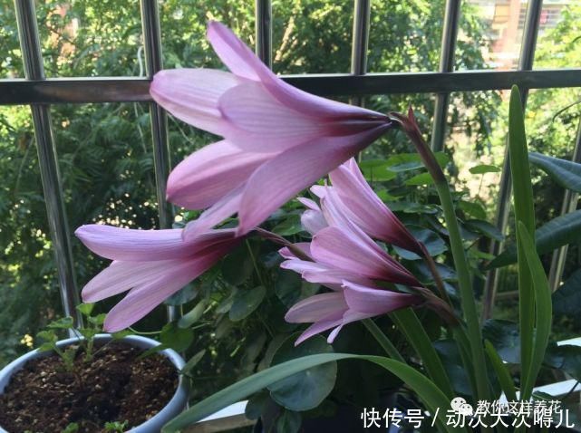 惊艳|这种球乱养都能活,丢盆里1个月开花,开花太惊艳