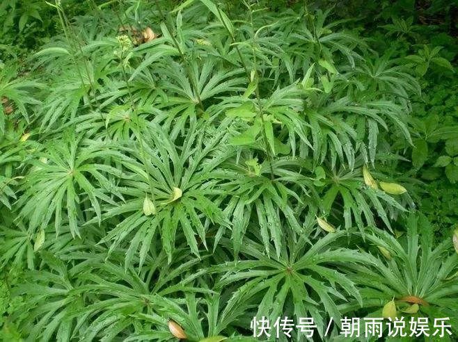 风湿麻木|大自然的馈赠“中药材兔儿伞”，可治风湿麻木、全身骨痛！