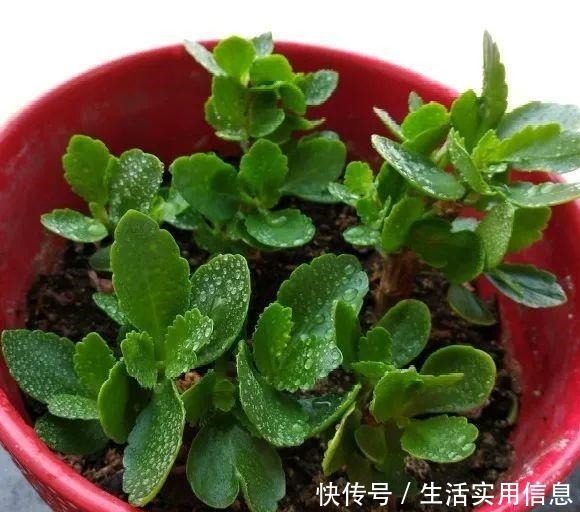 特欠剪的花,越剪越好看,花开不断!特欠剪的花,越剪越好看,花开不断!