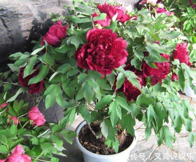 高手养牡丹,却能盆盆养得又大又美,原来是掌握了“4个套路”