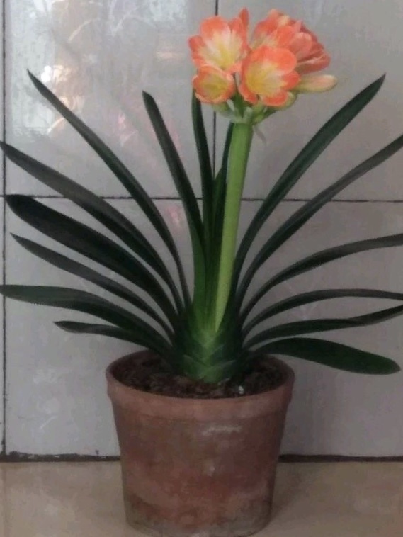 栽种|秋凉后，养3种花，最好换盆、换土，到时候不开花、黄叶