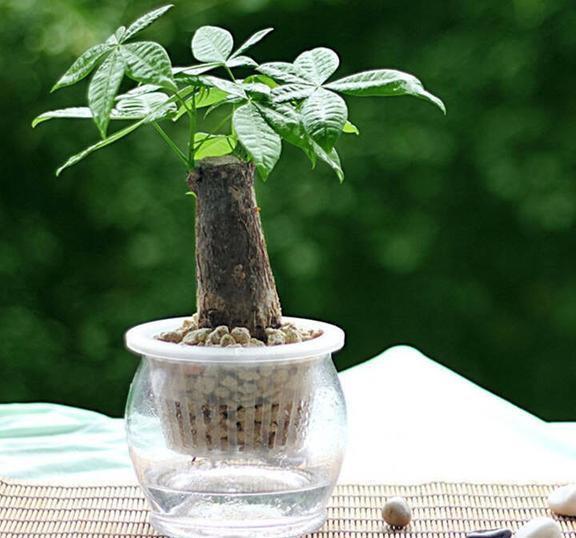 想要养好发财树,学会“浇水”小技巧,根不烂,叶不黄,整年油绿