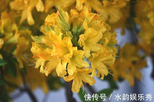 黄花茉莉|8种“小毒花”，叶子毒性大，家里若养着，光看别动它