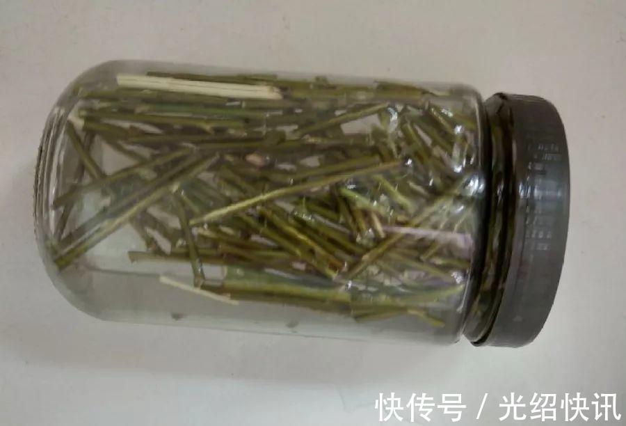 根系|它是天然“生根剂”,给花浇一点,根系壮猛发芽!