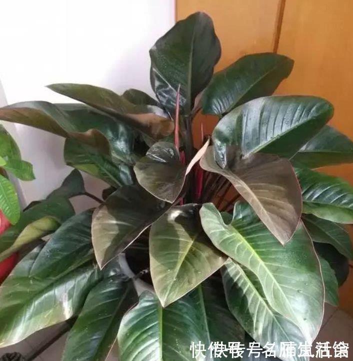 红宝石|秋天养花,首选4种花,花期长、颜值高,晒晒太阳开花一茬又一茬