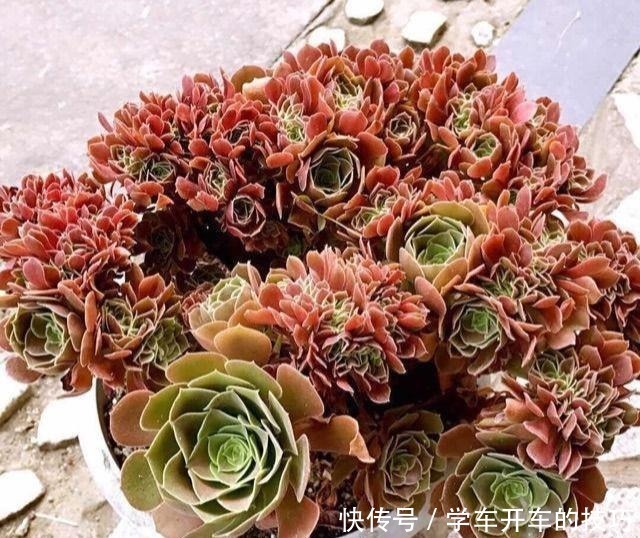 砍刀|多肉法师想“爆头”不用砍刀,3个方法不露痕迹,变成“伪老桩”!