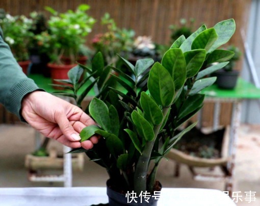 “4种花卉”生意人偷着养，自己发财不告诉别人，摆在家中能发家