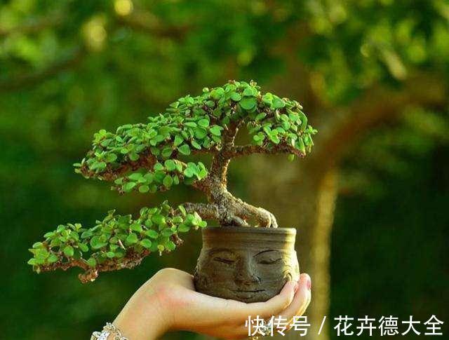 石榴|4种“盆景桩”，品位高大上，懒人花剪一剪，价格翻几倍