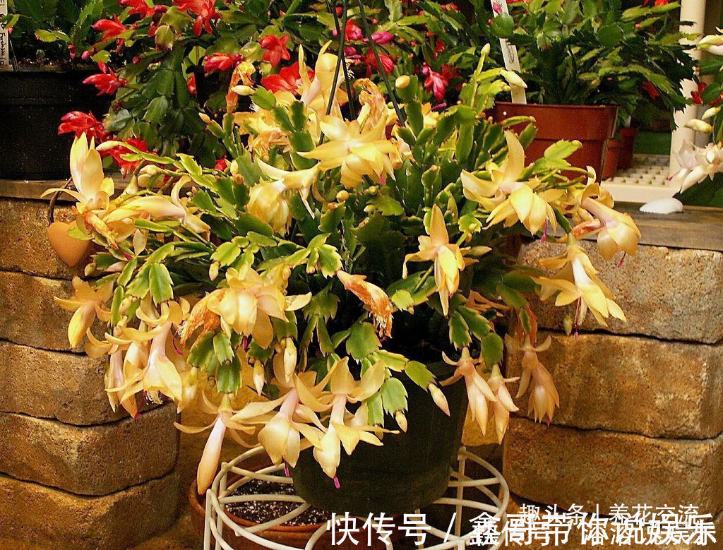 花苞|养盆栽蟹爪兰掌握10点就足够,看完就知道为啥叶子干瘪、不开花