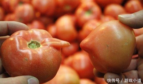 西红柿挑红色的还是粉色的菜农无意说漏嘴，30年的西红柿白吃了！