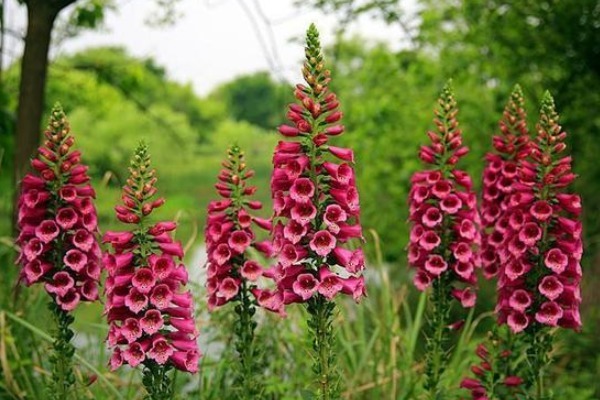 名字土里土气的，一旦开花就惊艳美翻天，你肯定见过其中一种